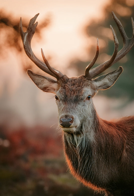 Morning Majesty Deer Canvas Wall Art – Wild Spirit Collection | Premium Fade-Resistant Print