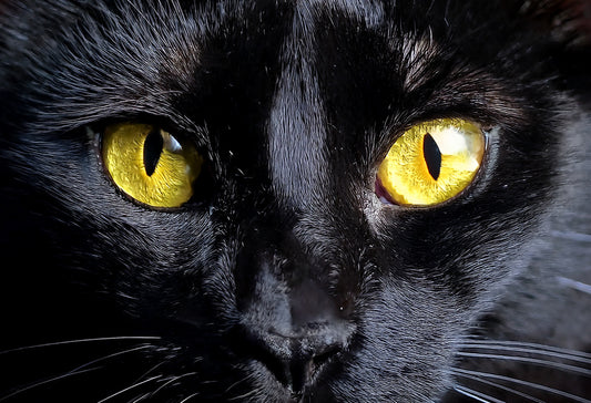 Mystic Black Cat Canvas Wall Art – Midnight Gaze Collection | Premium Fade-Resistant Print