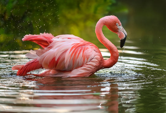 Graceful Flamingo Canvas Wall Art – Tropical Elegance Collection | Premium Fade-Resistant Print