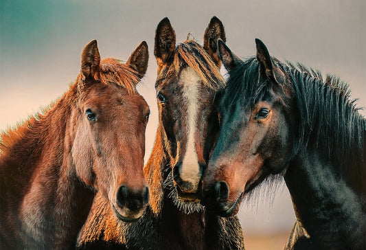 Wild Companions – Trio of Horses Canvas Wall Art