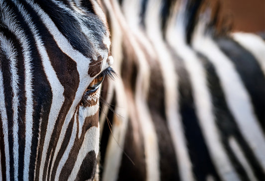 Zebra Gaze Canvas Wall Art – Monochrome Elegance Collection | Premium Fade-Resistant Print