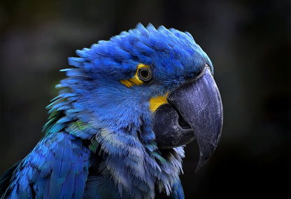 Blue Macaw Canvas Wall Art – Exotic Majesty Collection | Premium Fade-Resistant Print
