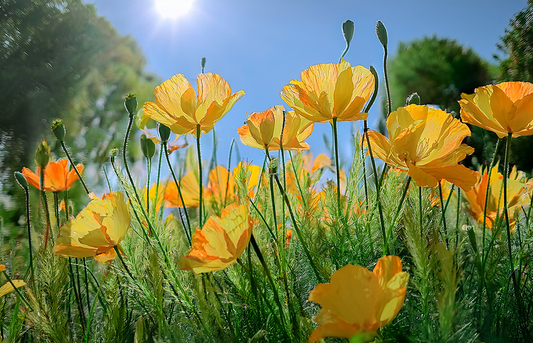 Golden Poppy Canvas Wall Art – California Wildflower Bloom Under Bright Sky