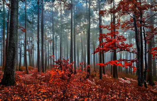 Crimson Silence Forest Canvas Wall Art – Misty Autumn Woodland Landscape