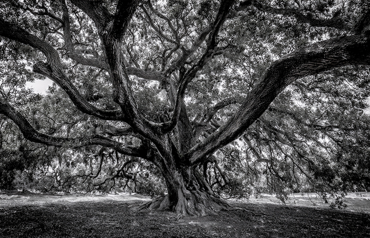 Eternal Roots – Black and White Tree Photography Canvas Wall Art