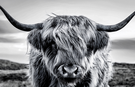 Highland Majesty – Black and White Highland Cow Canvas Wall Art