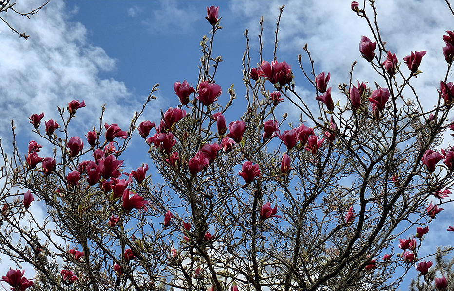 Magnolia Blossom Canvas Wall Art – Pink Spring Flowers Against Blue Sky