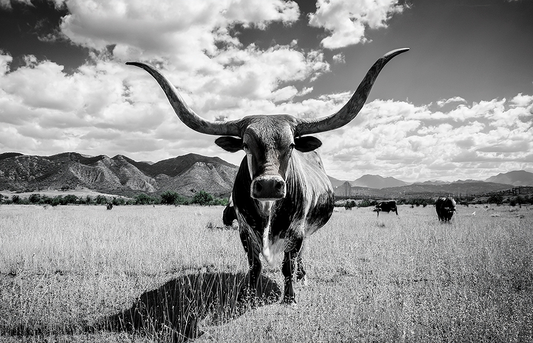 Majestic Longhorn – Black and White Bull Photography Canvas Wall Art