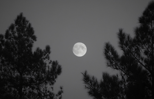 Moonlit Night Canvas Wall Art – Full Moon Through the Pines