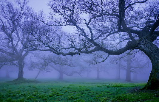 Mystical Forest Canvas Wall Art – Foggy Oak Trees Landscape Photography