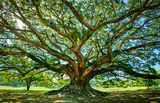The Ancient Tree – Majestic Nature Photography Canvas Wall Art