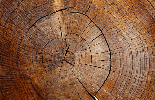 Tree of Time – Wooden Tree Rings Nature Canvas Wall Art