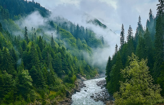 Whispers of the Forest Canvas Wall Art – Misty River & Mountain Pine Landscape
