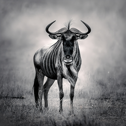 Wildebeest in the Mist – Black and White Wildlife Canvas Art