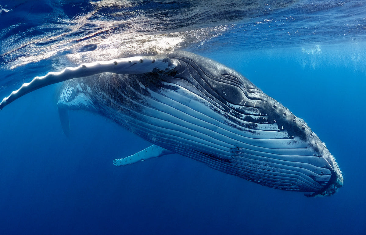 Whale Beneath the Blue – Majesty of the Deep Canvas Wall Art