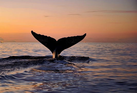 Whale at Sunset – Ocean Serenity Canvas Wall Art